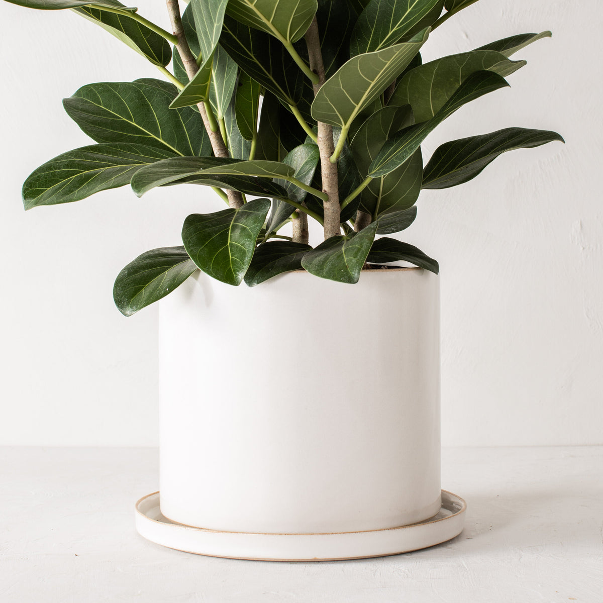 Minimal Ceramic Planter - 6 inch - Shop Verdant Kansas City