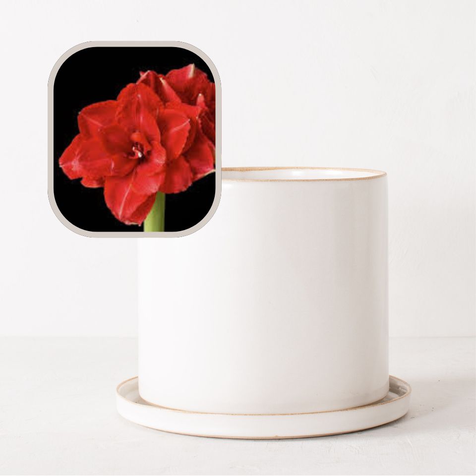 Amaryllis Bulb Planter