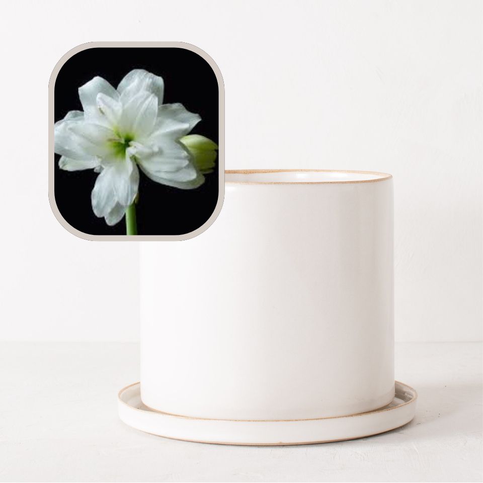 Amaryllis Bulb Planter