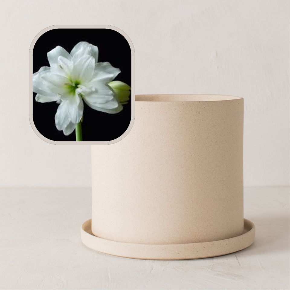 Amaryllis Bulb Planter