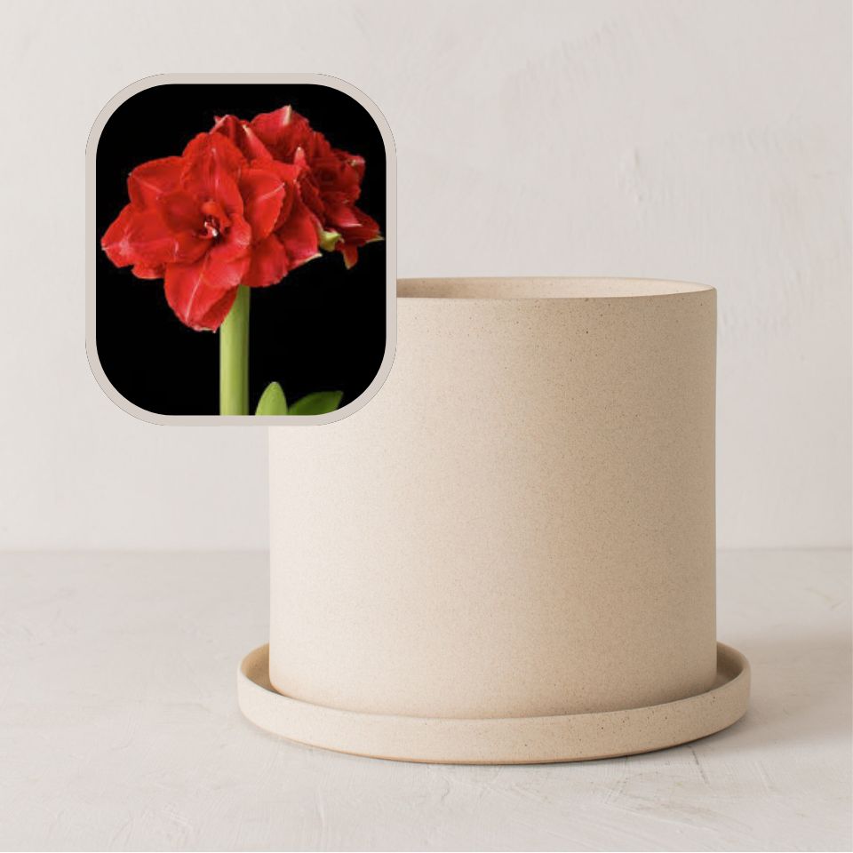 Amaryllis Bulb Planter