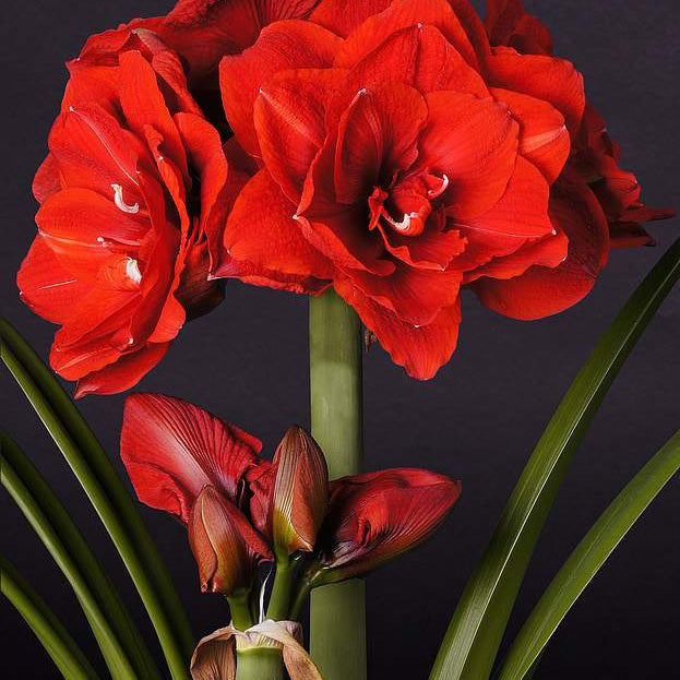 Amaryllis Bulb Planter
