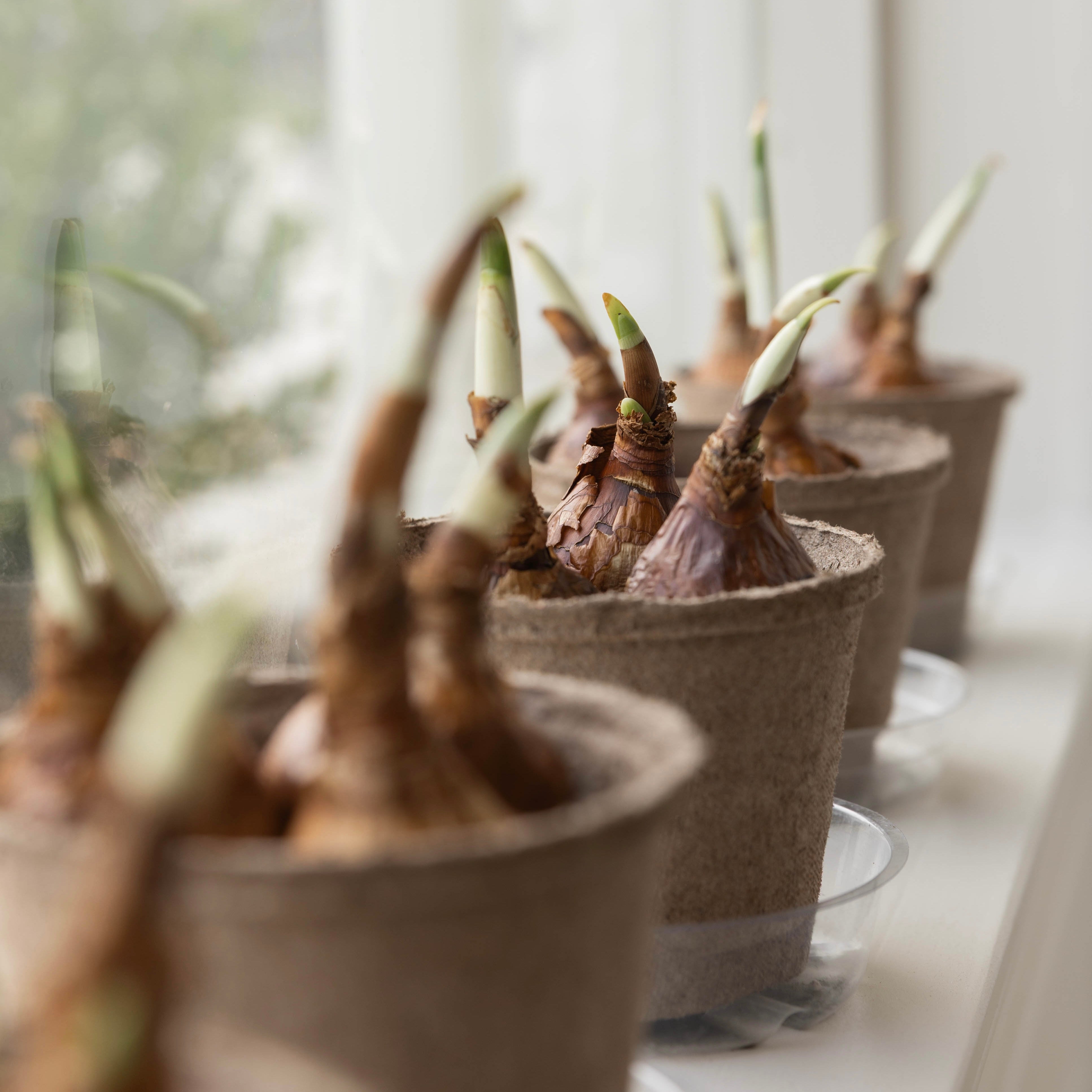 Paperwhite Bulb Planter