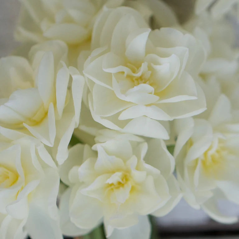 Paperwhite Bulb Planter