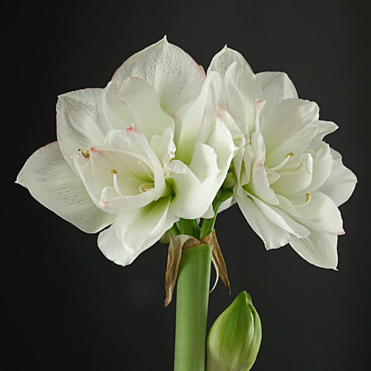 Amaryllis Bulb Planter