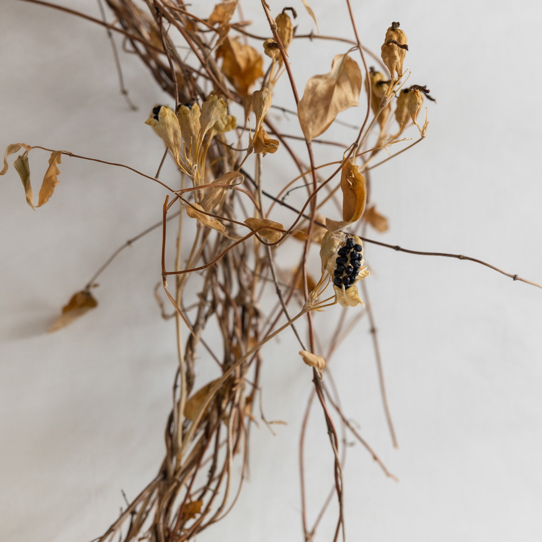 Grapevine Wreath No. 2