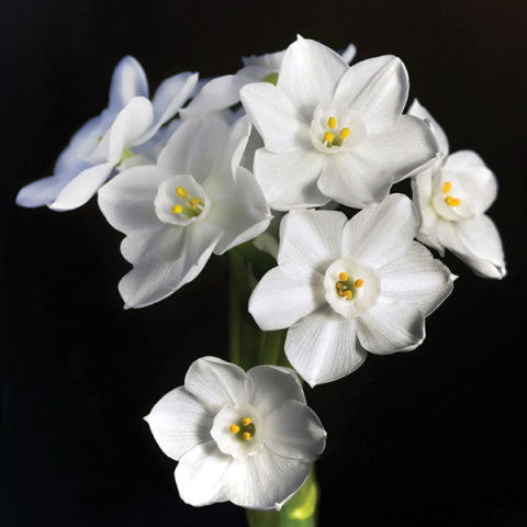 Paperwhite Bulb Planter