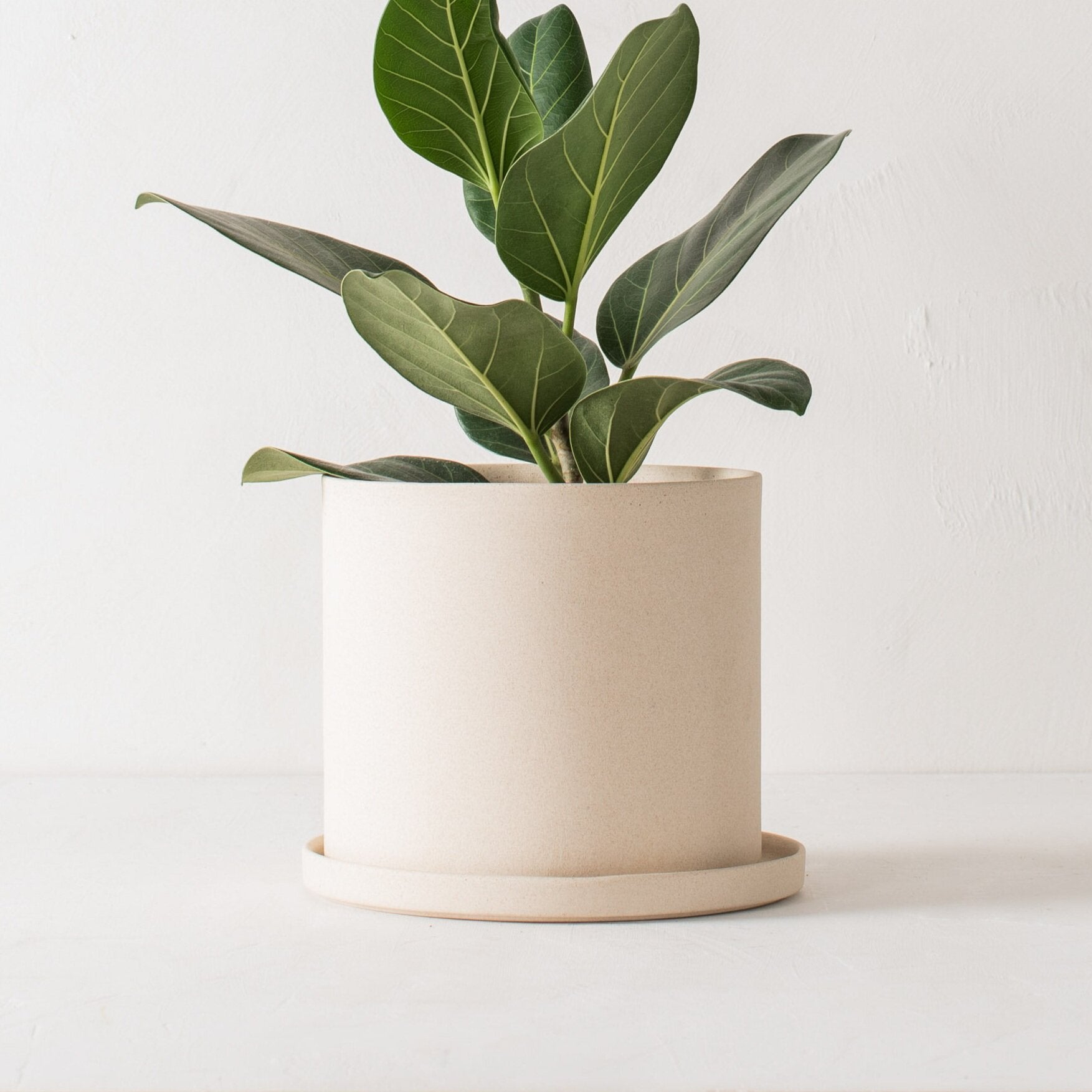Stoneware 8 inch ceramic planter with bottom drainage dish. Staged on a white plaster textured tabletop against a plaster textured white wall. Audrey Ficus plant inside. Designed by Convivial Production, sold by Shop Verdant Kansas City plant store.