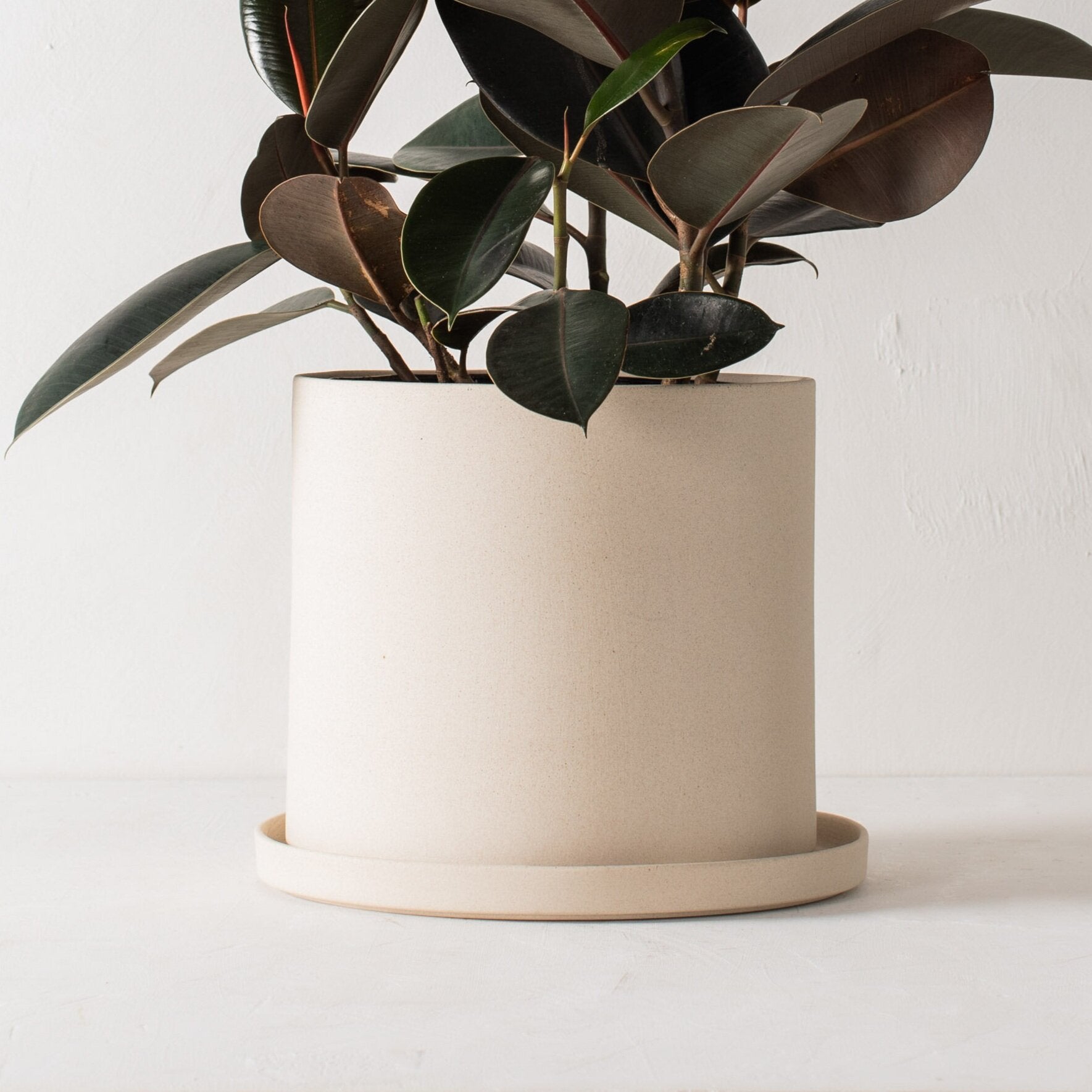 Stoneware 10 inch ceramic planter with bottom drainage dish. Staged on a white plaster textured tabletop against a plaster textured white wall. Large tall burgundy rubber tree plant inside. Designed and sold by Convivial Production, Kansas City Ceramics.  Edit alt text