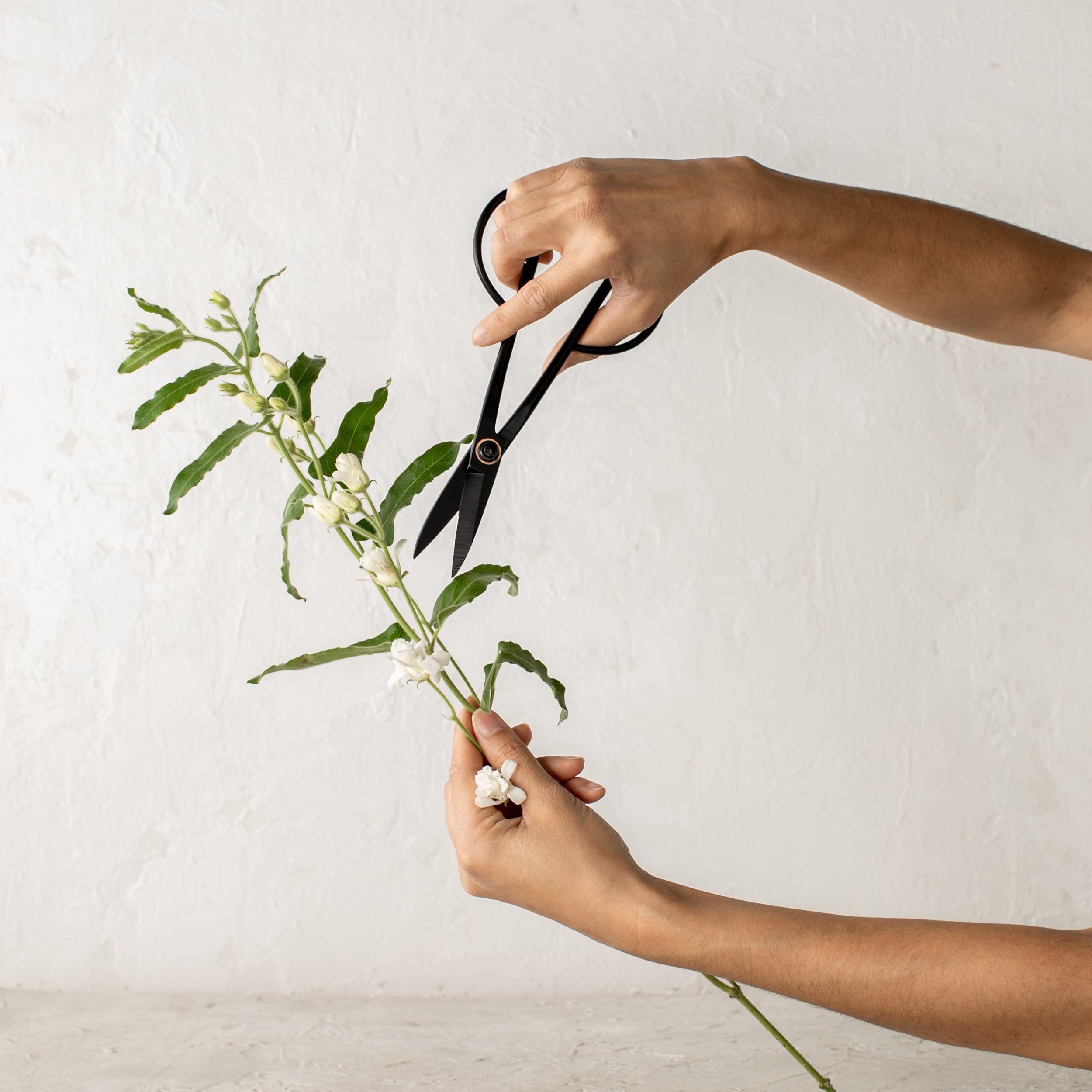 Hands holding white blooming flower and also holding narrow black metal shears about to trim flowers. Sold by Shop Verdant, Kansas City flower and plant store.