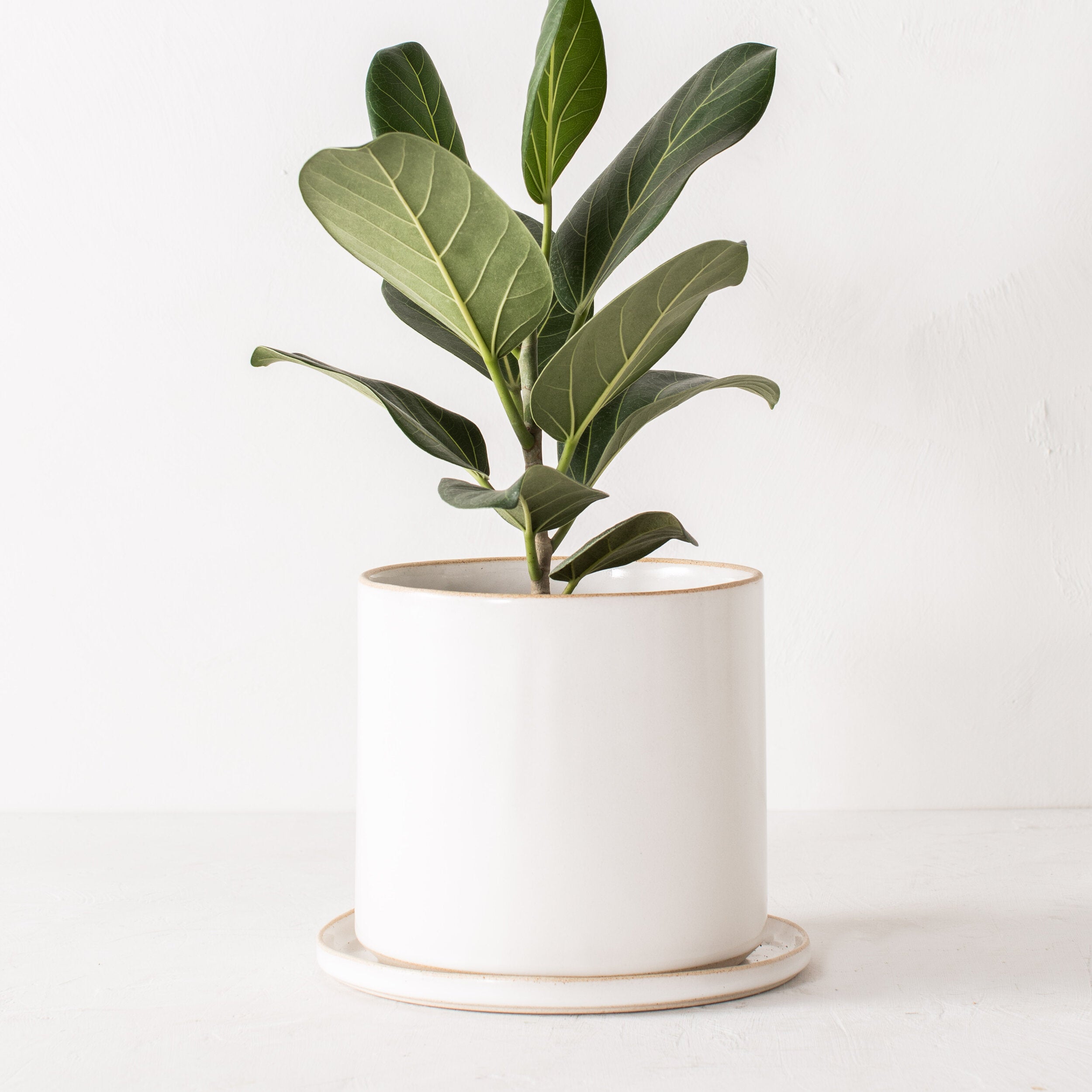 8 inch white ceramic planter with a bottom drainage dish. Staged on a white plaster textured tabletop against a plaster textured white wall. Audrey Ficus plant inside. Designed by Convivial Production, sold by Shop Verdant, Kansas City, Mo plant store.