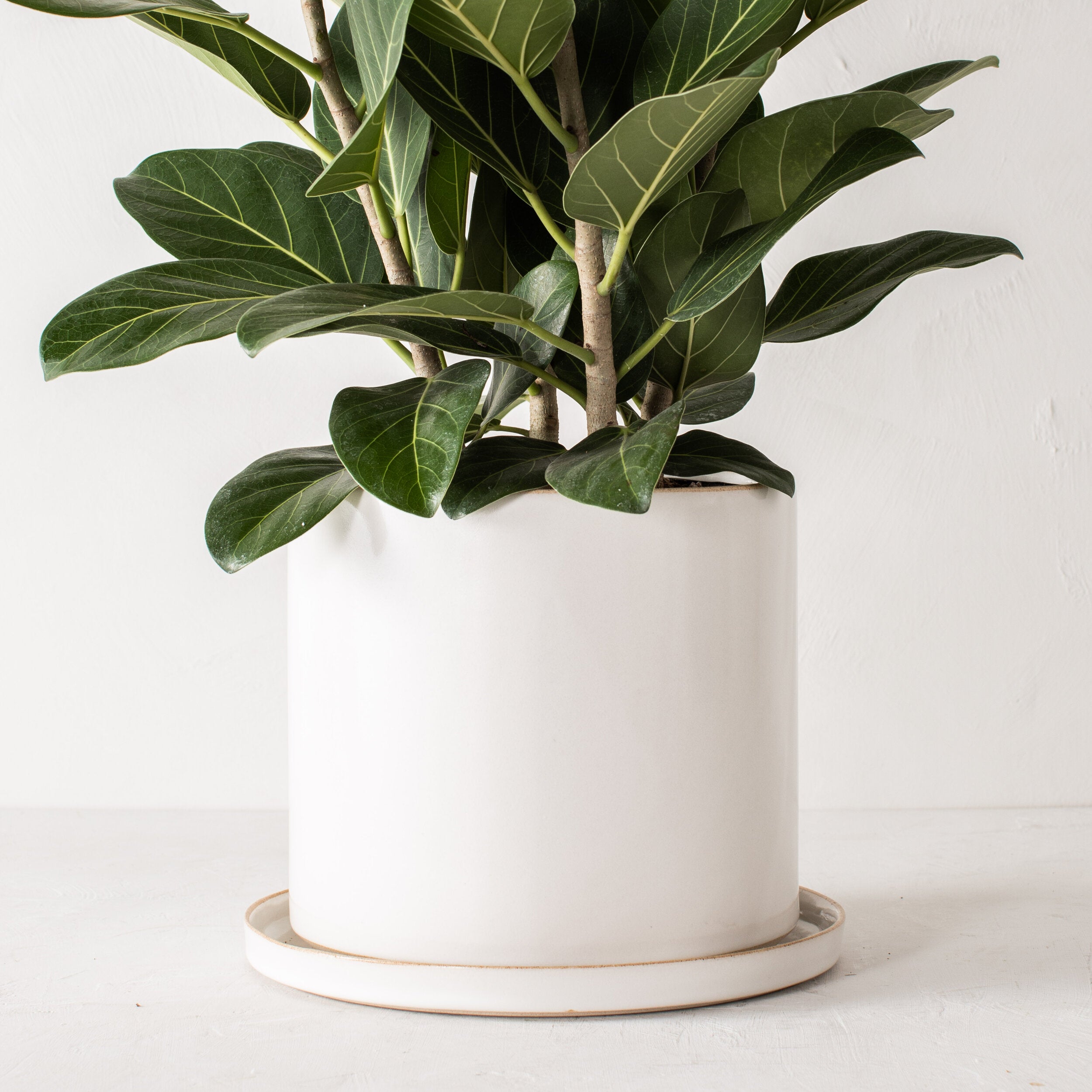 10 inch white ceramic planter with a bottom drainage dish. Staged on a white plaster textured tabletop against a plaster textured white wall. Large tall fiddle leaf plant inside. Designed and sold by Convivial Production, Kansas City Ceramics.  Edit alt text