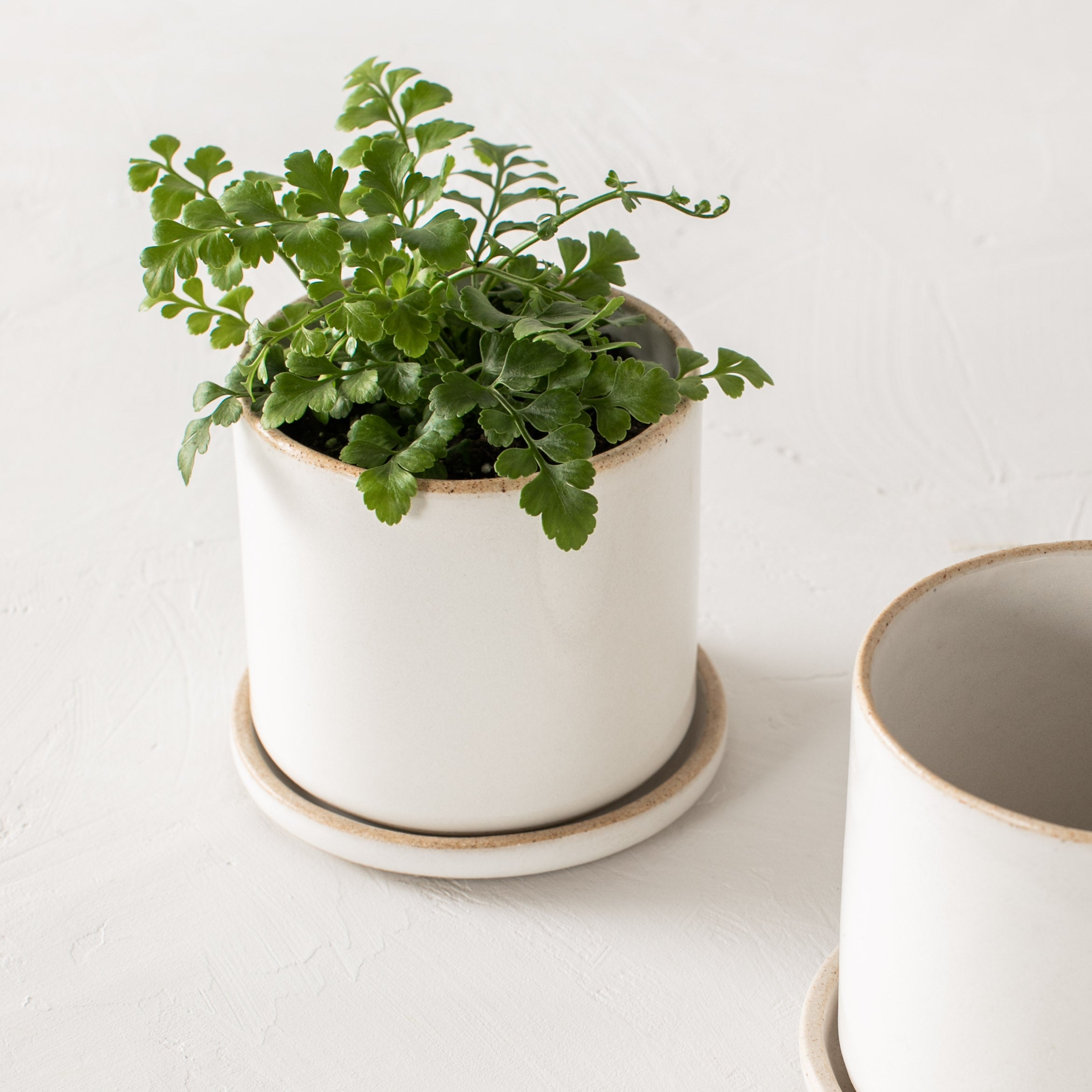 Two minimal ceramic planters close up. Both 4 inches, planters have an exposed stoneware rim and base. Close up focuses planter with plant. Handmade ceramic planter, designed by Convivial Production, Kansas City, Mo plant store. 