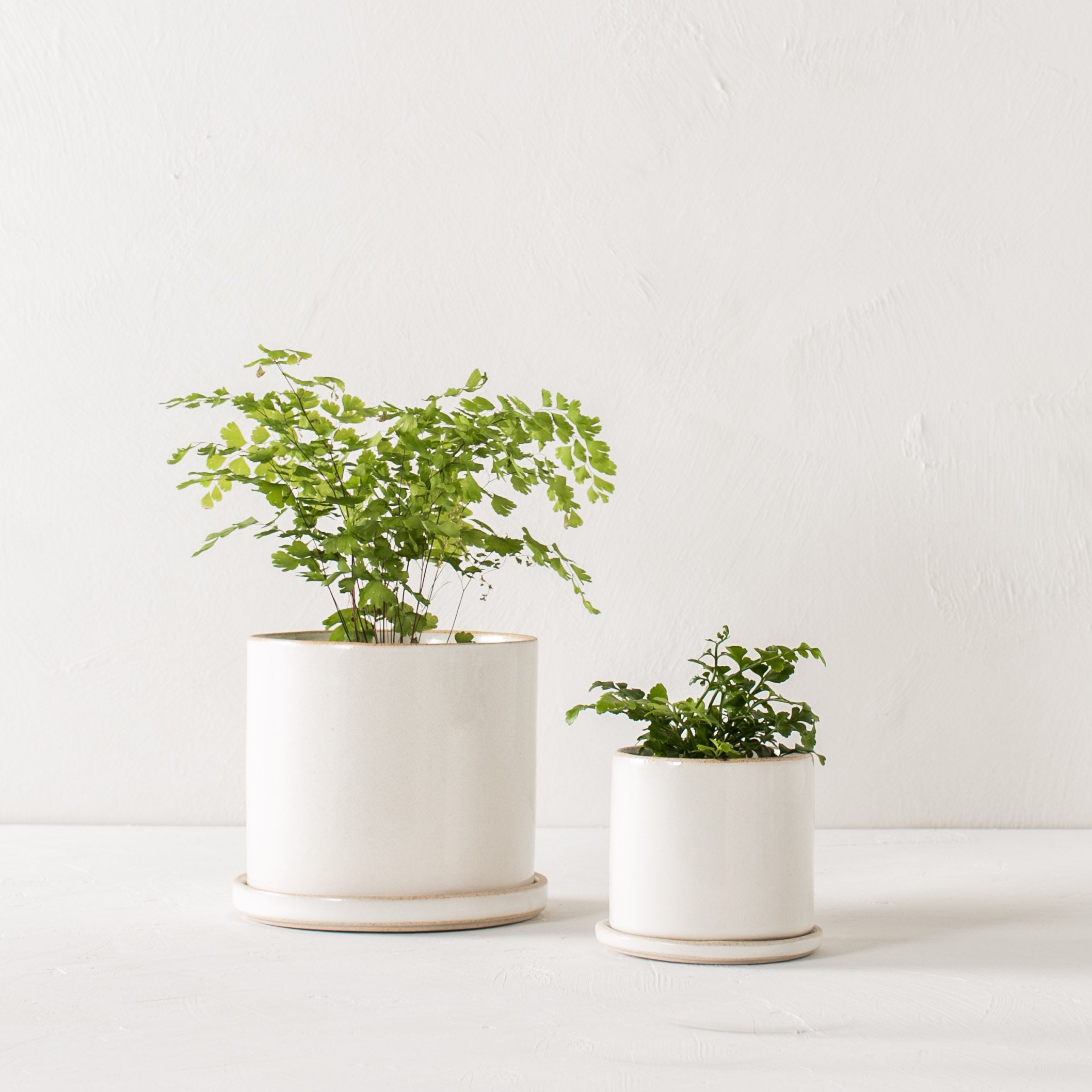 Two minimal white ceramic planters, they have exposed stoneware rims and bases. Both planters have plants inside as well as bottom drainage dishes. Handmade ceramic planters designed by Convivial Production, Kansas City, Mo plant store.