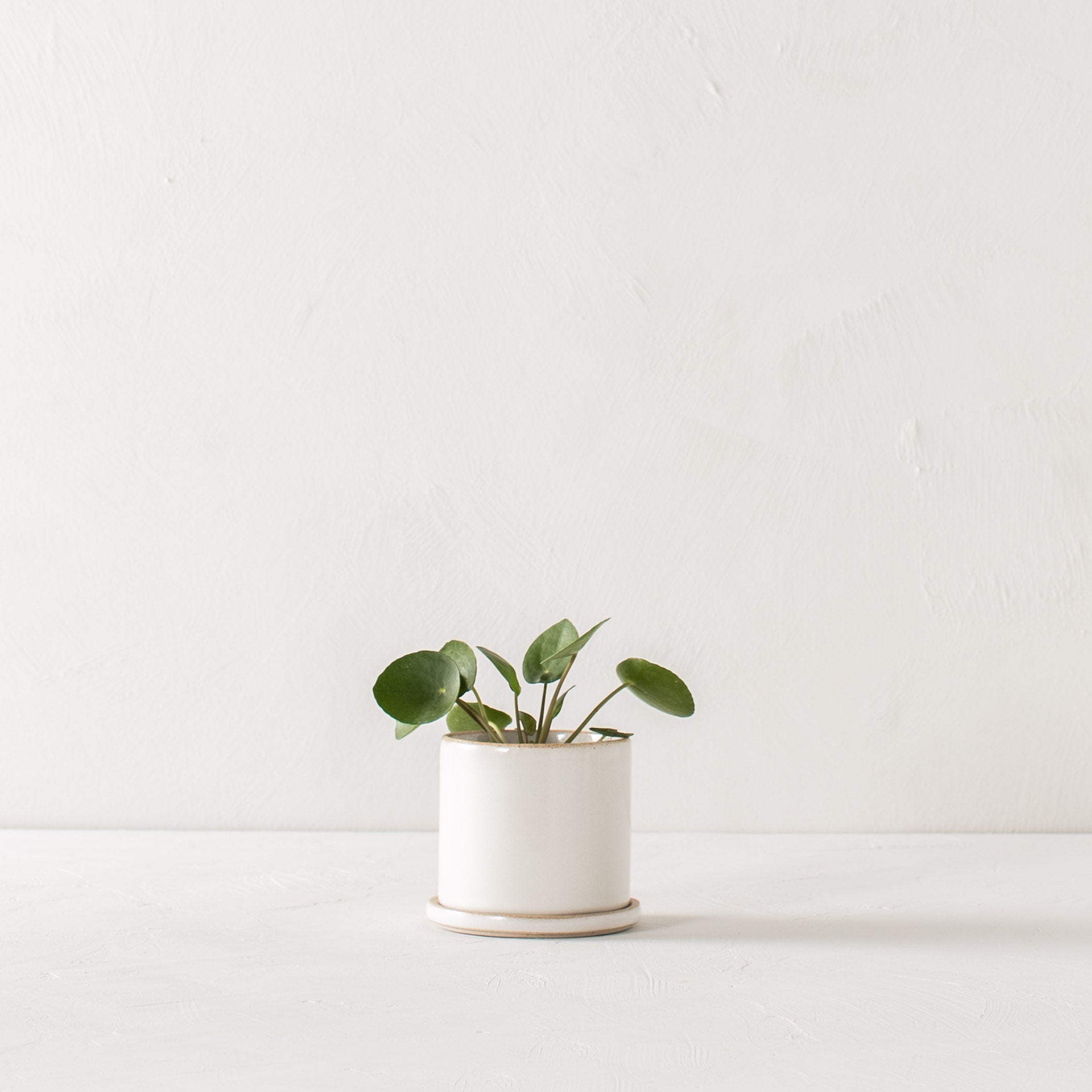 Minimal white 4 inch ceramic planter with bottom drainage dish. Planter houses plant in the center of image on white textured tabletop and white textured backdrop. Handmade ceramic planter, designed by Convivial Production, sold by Shop Verdant  Kansas City, Mo plant store.