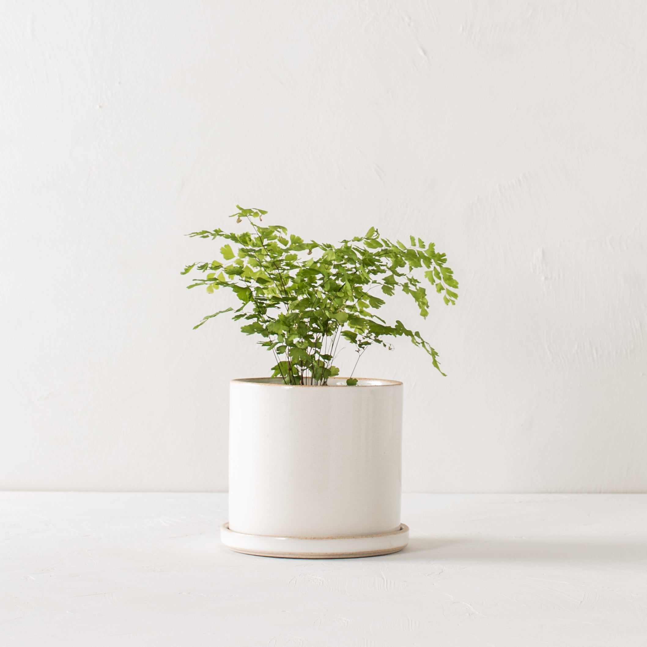 Minimal white 6 inch ceramic planter with bottom drainage dish. Planter houses plant in the center of image on white textured tabletop and white textured backdrop. Handmade ceramic planter, designed by Convivial Production, sold by Shop Verdant, Kansas City, Mo Plant store.