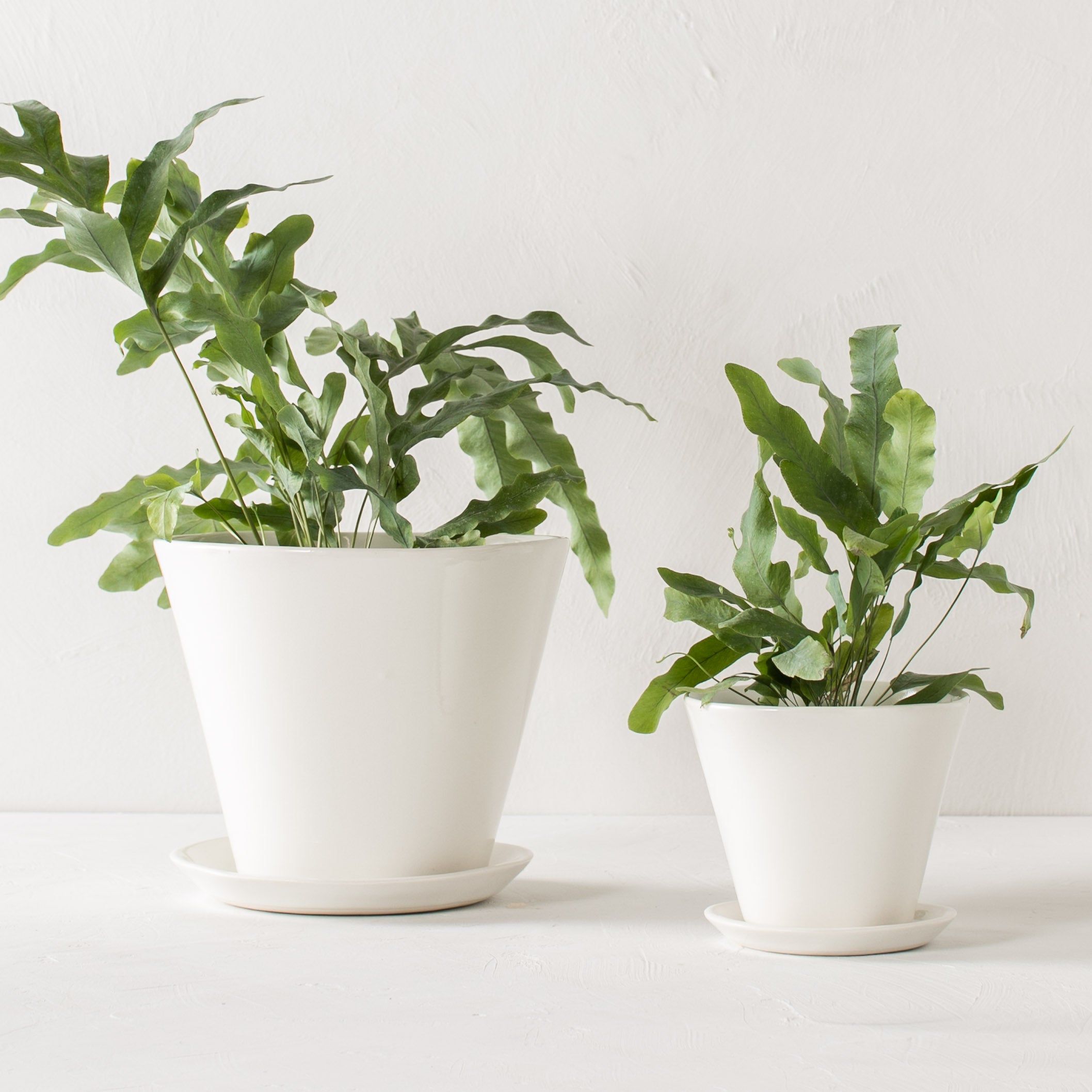Two white tapered ceramic planter side by side. One larger (7 inches) the other smaller (4 inches ). Both have bottom drainage dishes. Background is a textured white and the table top mimics the wall design. Designed by Convivial Production, sold by Shop Verdant Kansas City plant store.