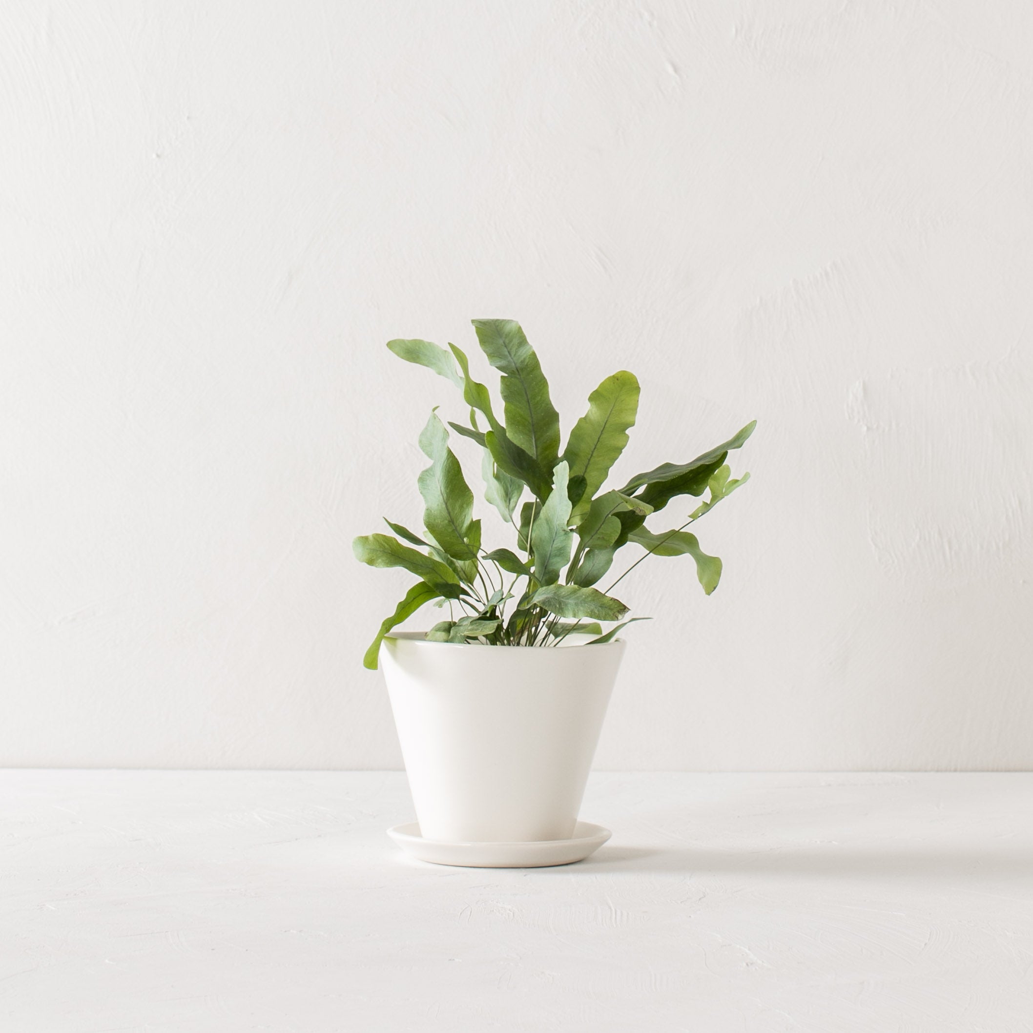 Minimal white 7 inch tapered planter with plant inside, as well as a bottom drainage dish. Designed by Convivial Production, sold by Shop Verdant Kansas City plant store.