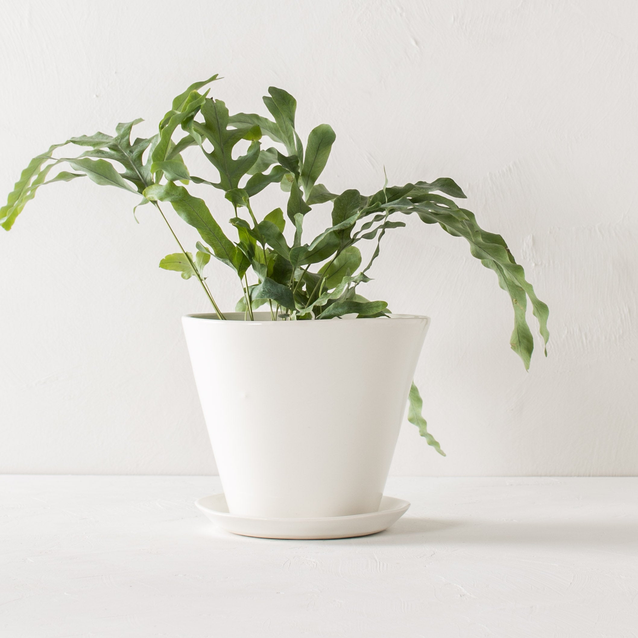 Minimal white 7 inch tapered planters with plant inside with bottom drainage dish. Designed by Convivial Production, sold by Shop Verdant Kansas City plant store.