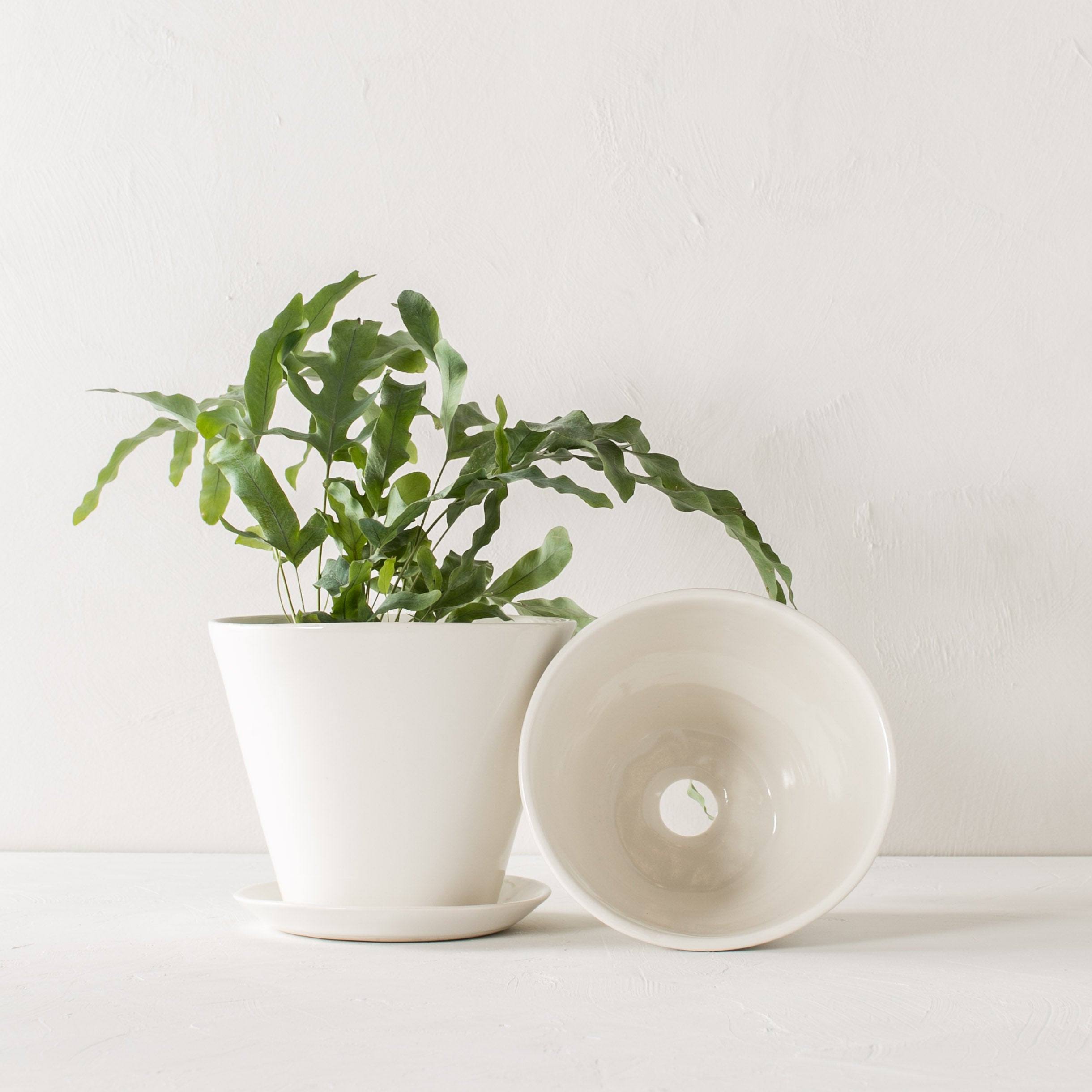 Two minimal white 7 inch tapered planters one with plant inside, one on its side showing the bottom drainage hole. Upright planter has a bottom drainage dish. Designed by Convivial Production, sold by Shop Verdant Kansas City plant store.