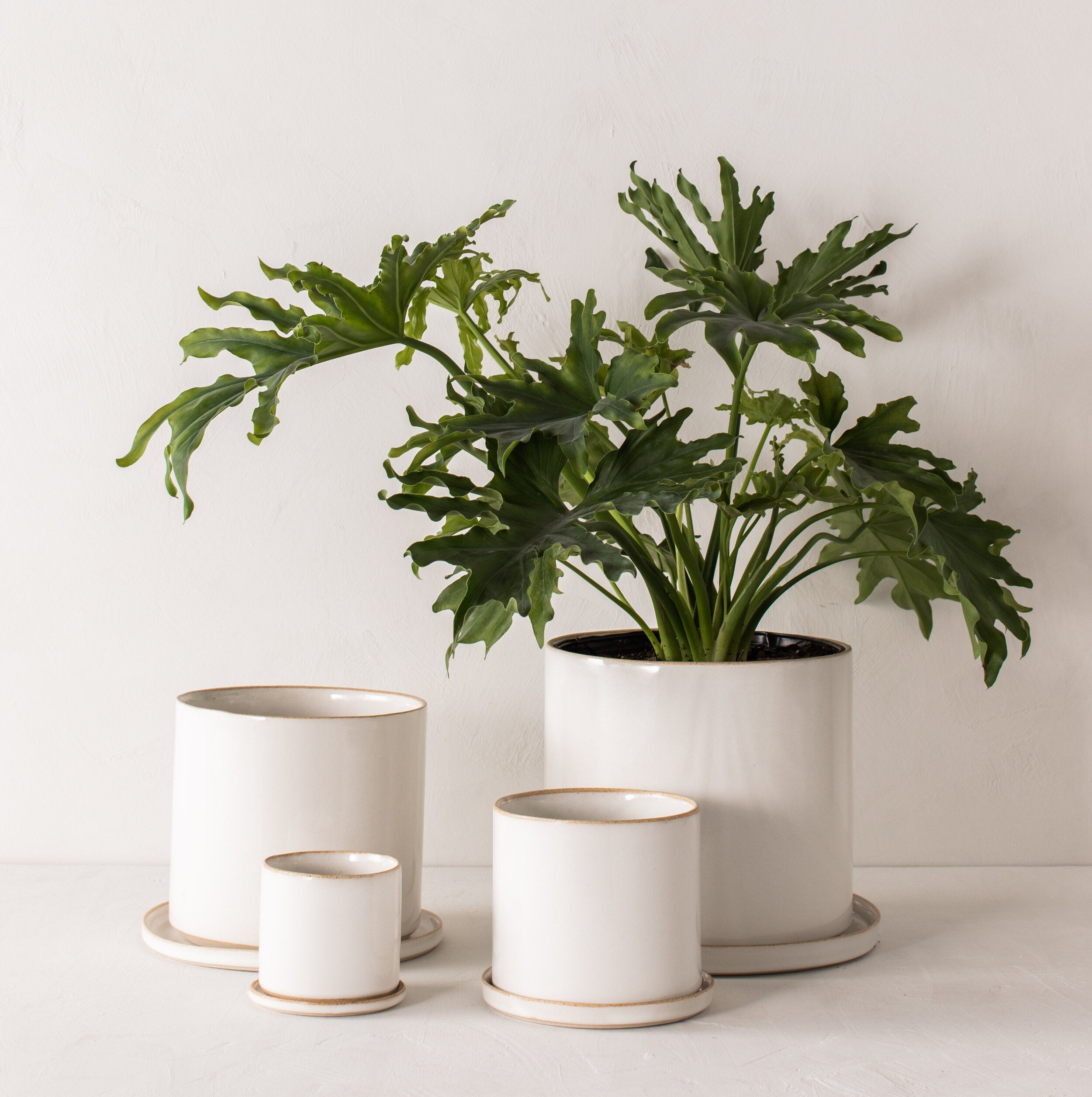 Four white ceramic planters with bottom drainage dishes, 4, 6, 8, and 10 inches. Staged on a white plaster textured tabletop against a plaster textured white wall. Large tall solum plant inside the 10 inch. Designed by Convivial Production, sold by Shop Verdant, Kansas City plant store.