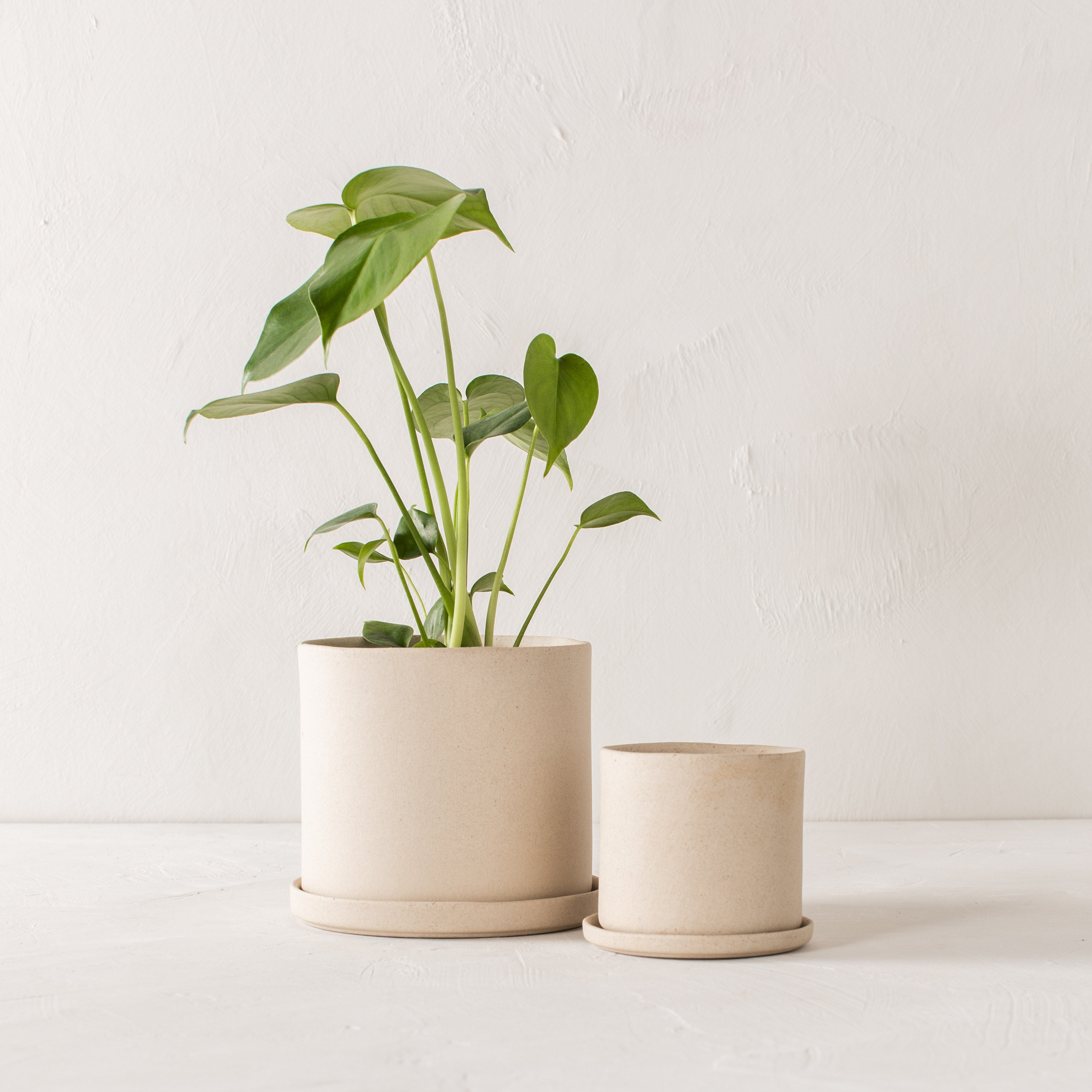 Four inch and 6 inch stoneware ceramic planter side by side. Both have drainage dishes. Six inch has a monstera plant, and the four inch is empty. Both on a plaster textured back drop and tabletop. Handmade ceramic planters designed by Convivial Production. Sold by Shop Verdant Kansas City, Mo plant store.
