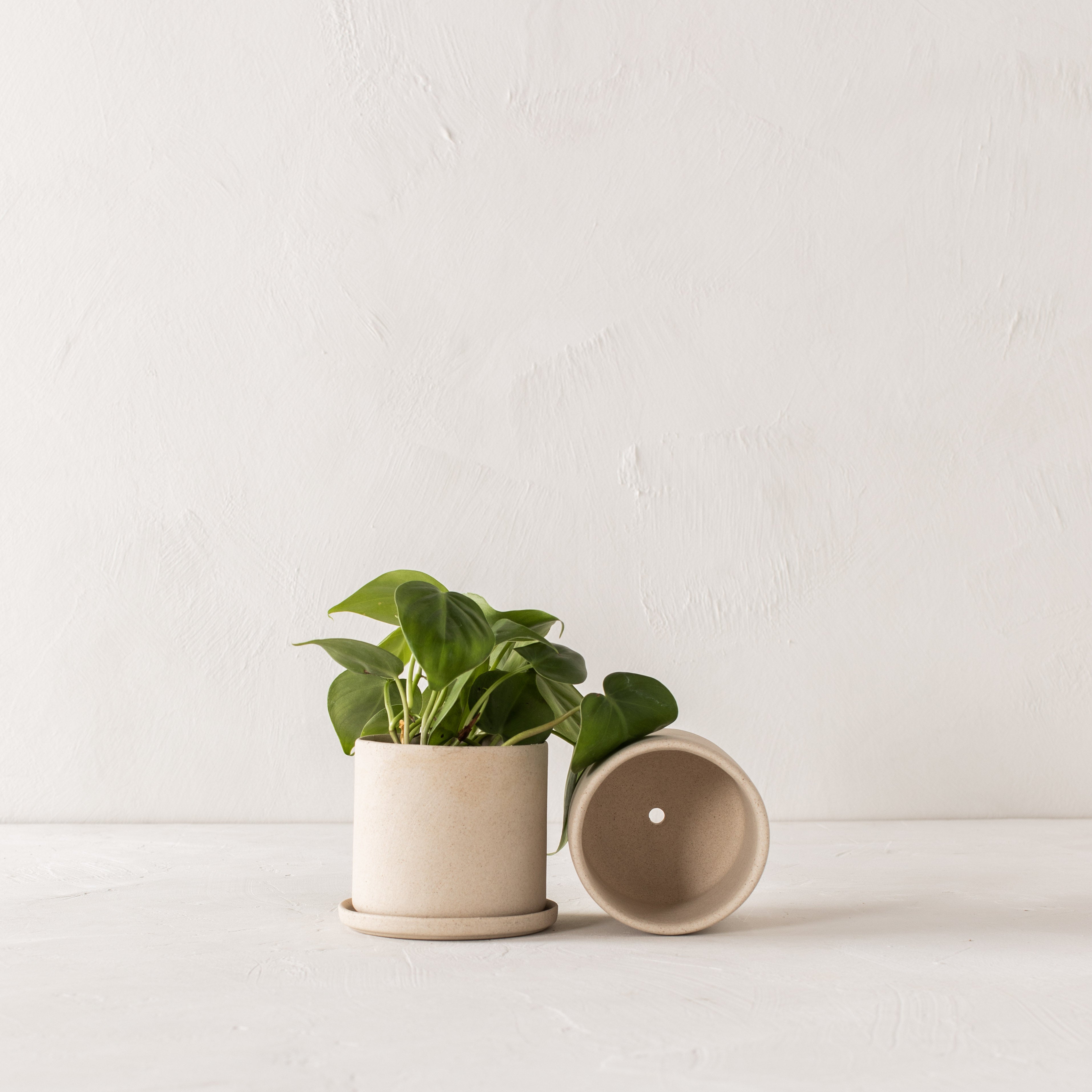 Two stoneware minimal ceramic planters with bottom drainage dish. Second planter lays on its side to show its drainage hole. Pothos plant inside. Handmade stoneware ceramic planter, designed by Convivial Production, sold by Shop Verdant, Kansas City. Mo plant store. 