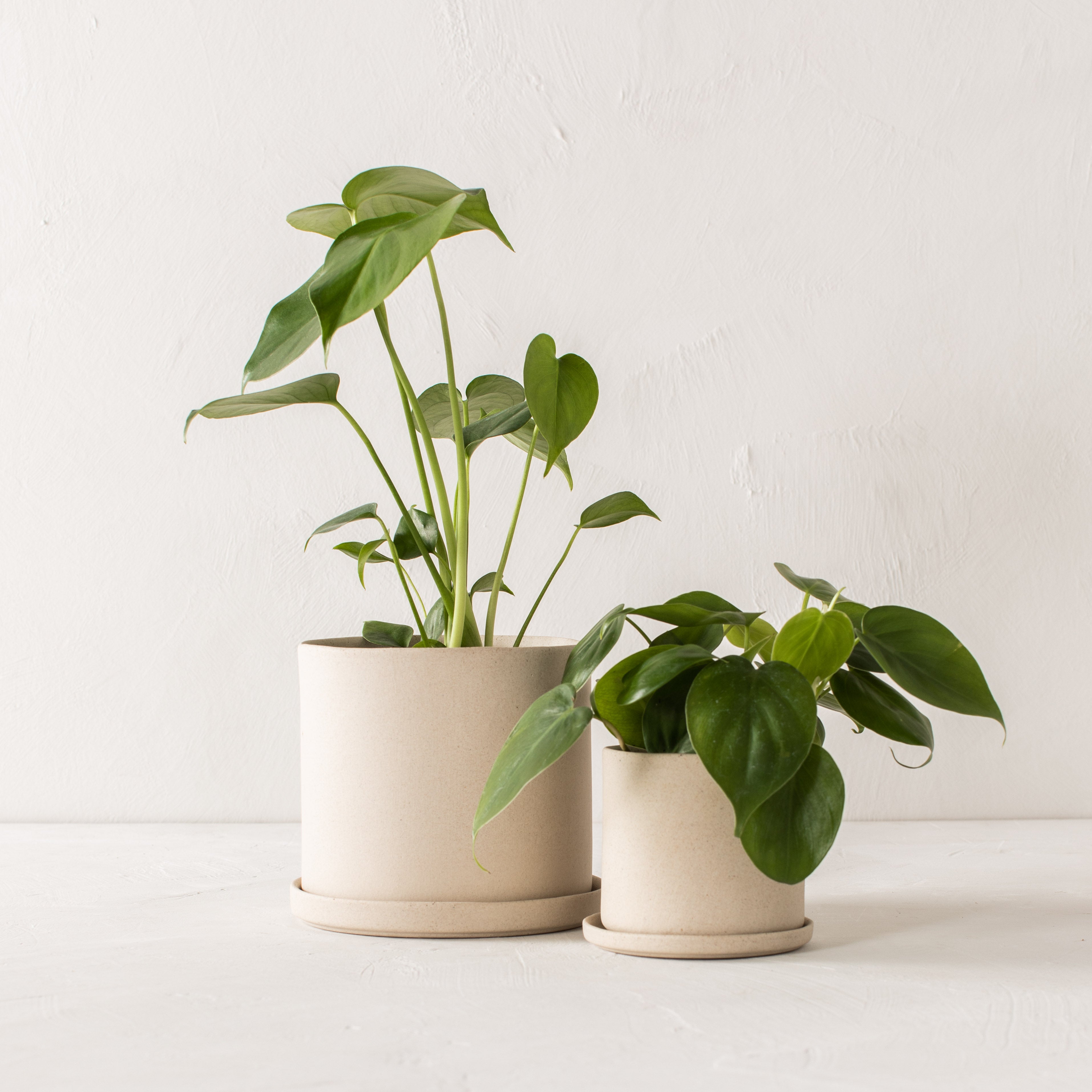 Two minimal stoneware ceramic planters side by side. Both with drainage bottom dishes. From left to right; six inch planter with monstera plant inside, 4 inch stoneware planter. Handmade stonware planters designed and sold by Convivial Production, Kansas City ceramics. 
